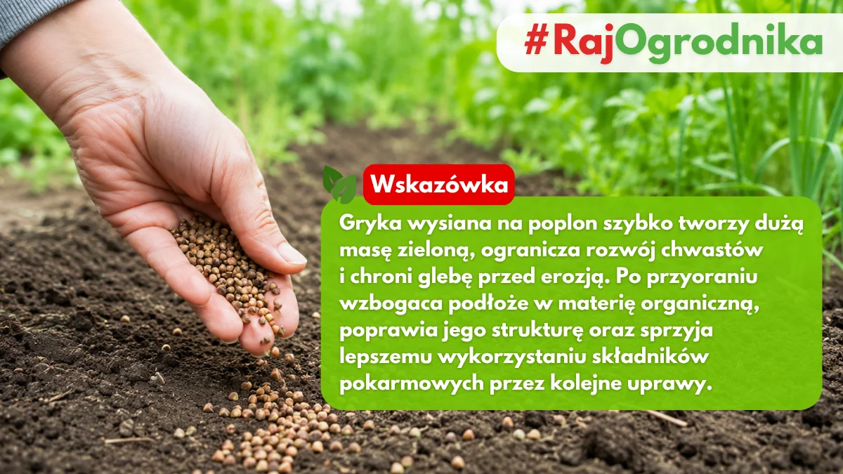 Wysiew gryki na poplon w warzywniku sklep rajogrodnika